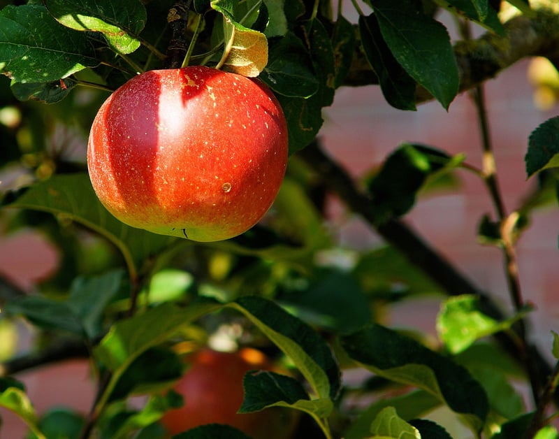 Phoenix Orchards