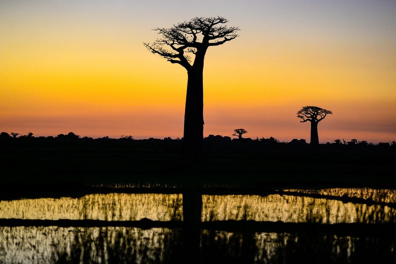 Baobab Tree