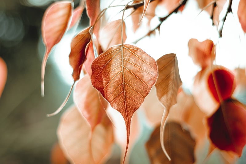 Bodhi Tree