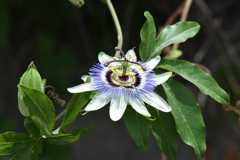 Moonflower