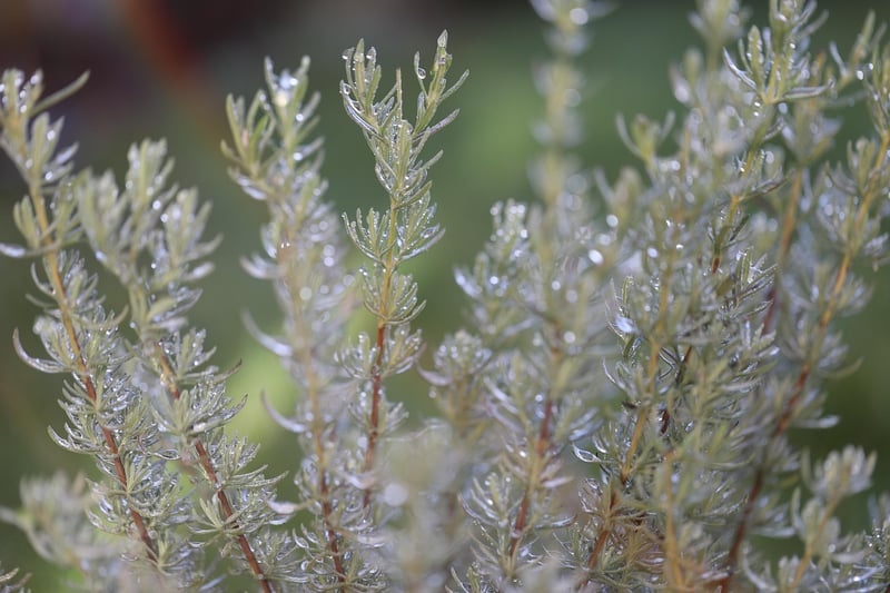 Rosemary Bush